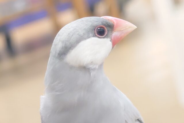 シルバー文鳥