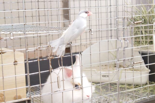 シルバー文鳥