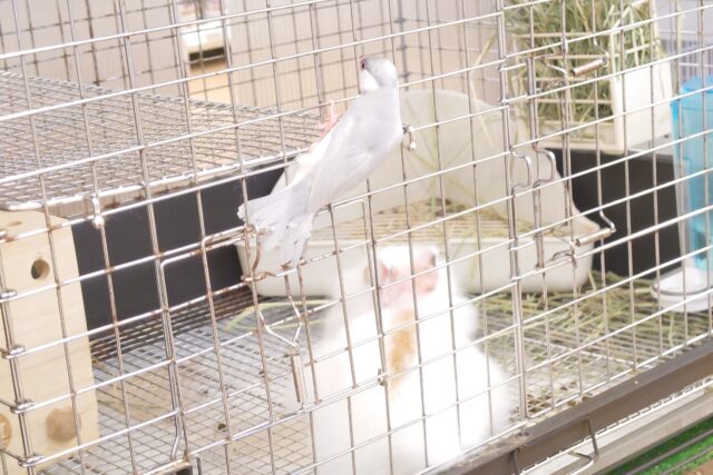 シルバー文鳥