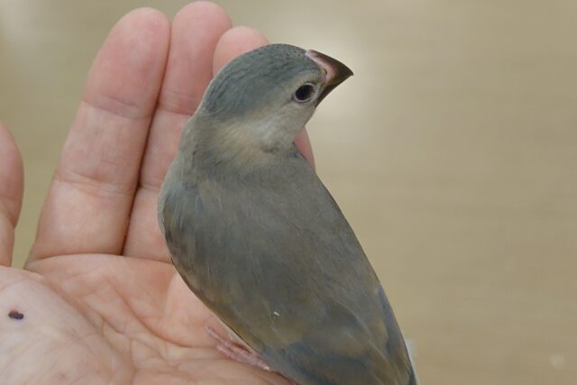 桜文鳥