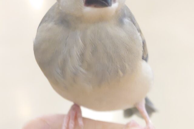 桜文鳥