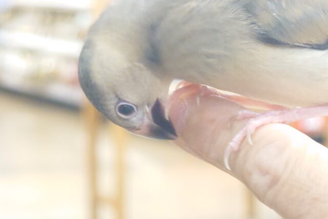 桜文鳥