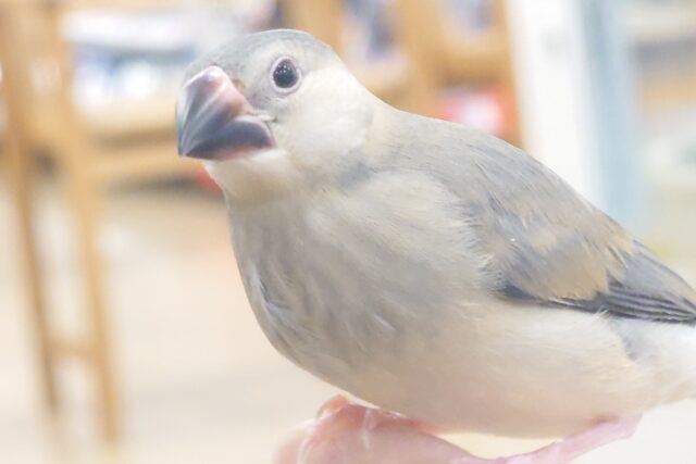 桜文鳥