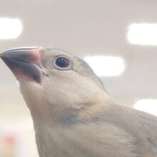 最新画像になります☆　そろそろ飛ぶぞっ♬☆彡　文鳥みさいるが育つ日々～を　桜文鳥～～