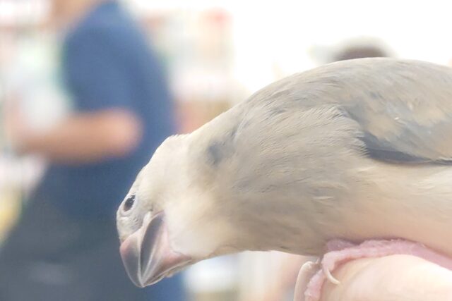 桜文鳥