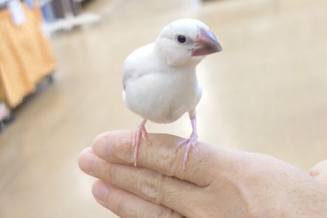 シルバー文鳥