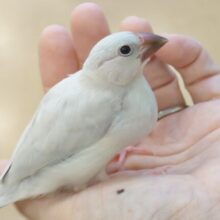 最新画像になります☆　このお顔に美々っときたら、要ちゅうい～　シルバー文鳥～～
