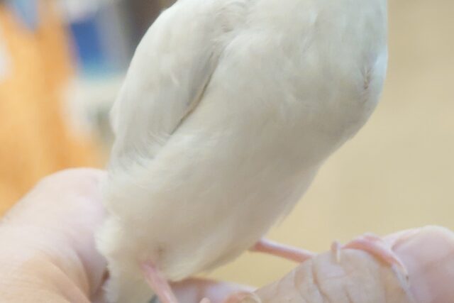 シルバー文鳥