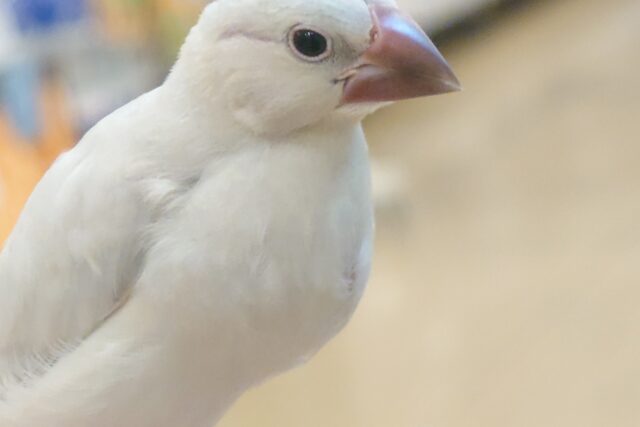 シルバー文鳥