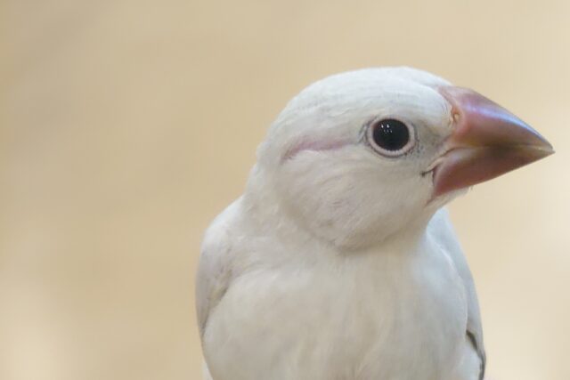 シルバー文鳥