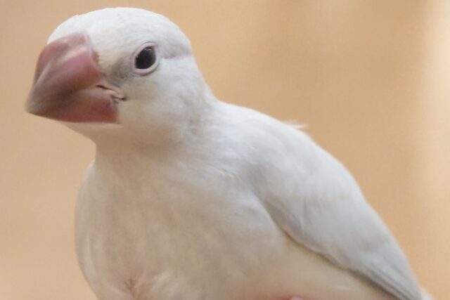 シルバー文鳥