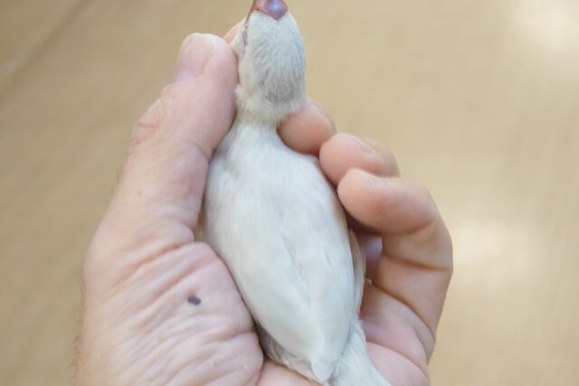 シルバー文鳥
