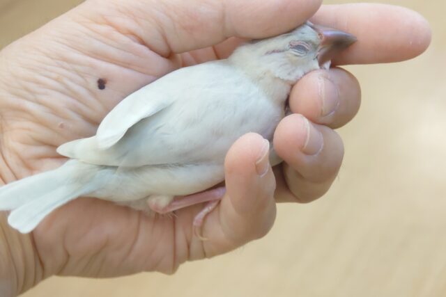 シルバー文鳥