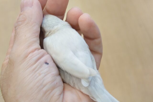 シルバー文鳥