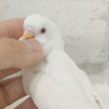 最新画像になります☆　使い方はそれぞれーー♡個性溢れる♡セキセイインコ(アルビノ) ヒナ