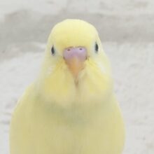 最新画像になります☆　カスタードたっぷりめ🍯プリンちゃん🍮セキセイインコ(クリーム) ヒナ