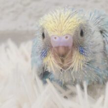 にぎやか　あんど　賑やかは元気のしるし～♪　セキセイインコ　パステルレインボー～～
