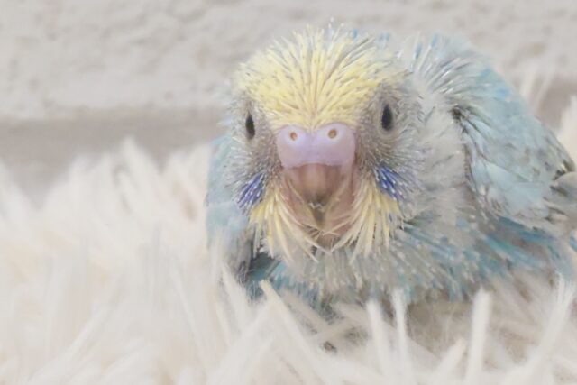 にぎやか　あんど　賑やかは元気のしるし～♪　セキセイインコ　パステルレインボー～～