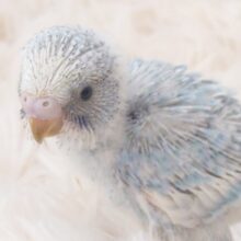 天体観測よりも、みりょくかもっ　スポット数え～　セキセイインコ　スパングル～～