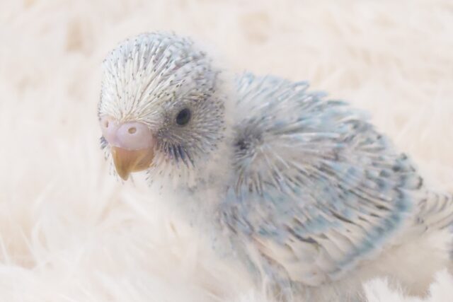 天体観測よりも、みりょくかもっ　スポット数え～　セキセイインコ　スパングル～～