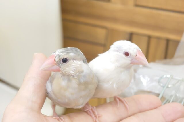 色変わり文鳥