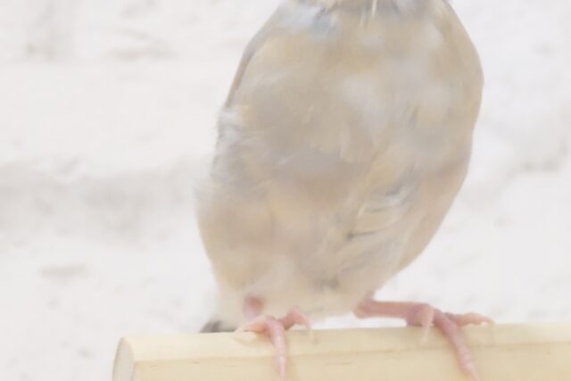 色変わり文鳥