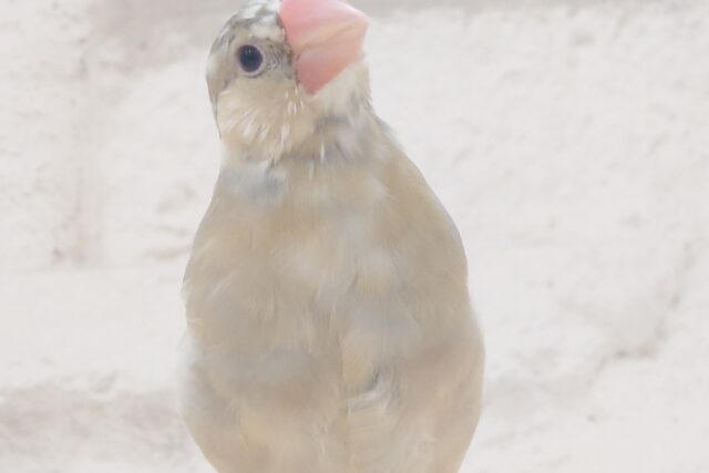 色変わり文鳥