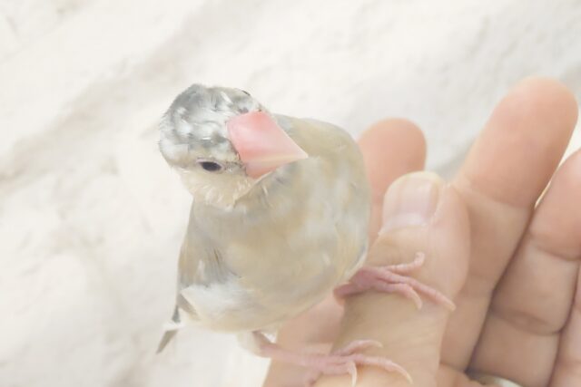 色変わり文鳥