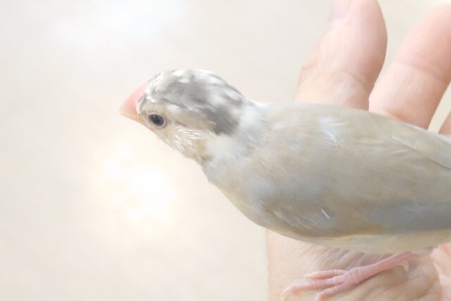 色変わり文鳥
