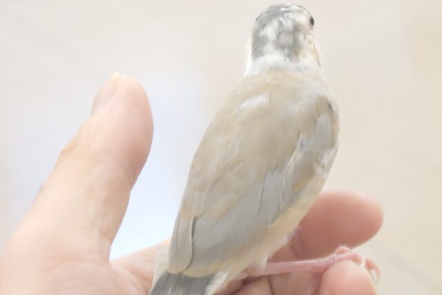色変わり文鳥