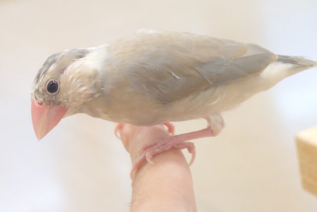 色変わり文鳥
