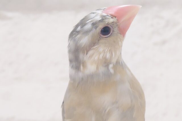 色変わり文鳥