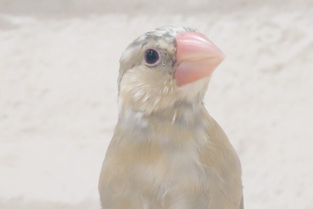 色変わり文鳥
