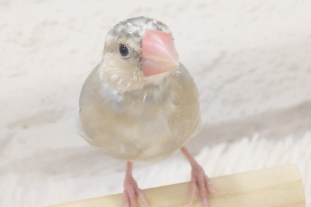 色変わり文鳥