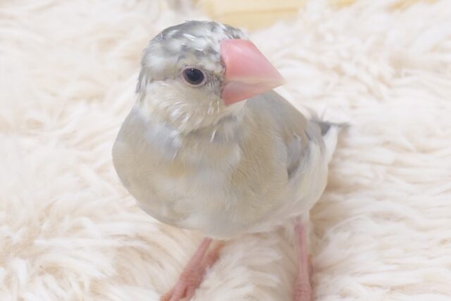 色変わり文鳥