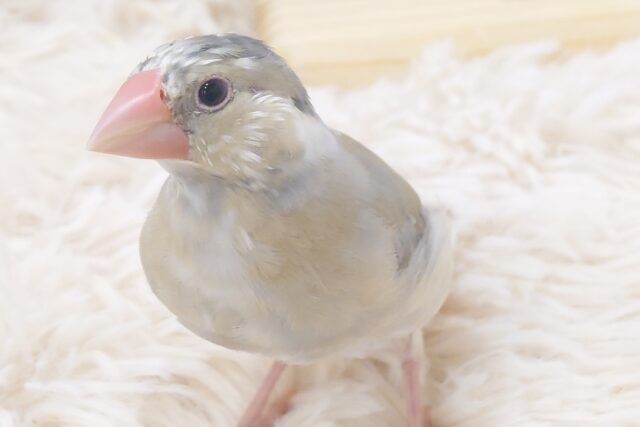 色変わり文鳥