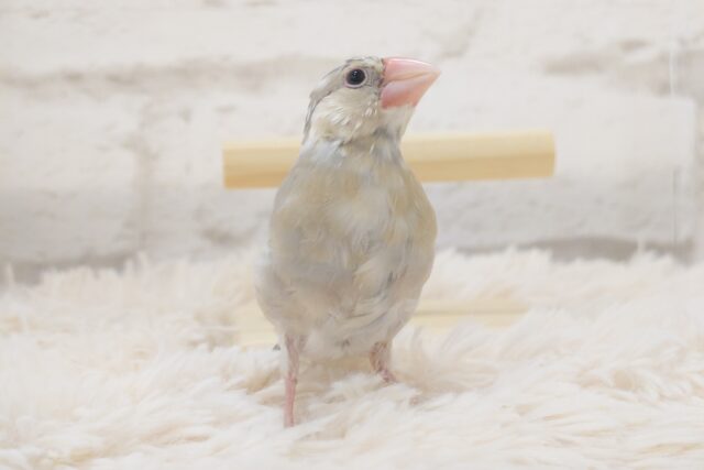 色変わり文鳥