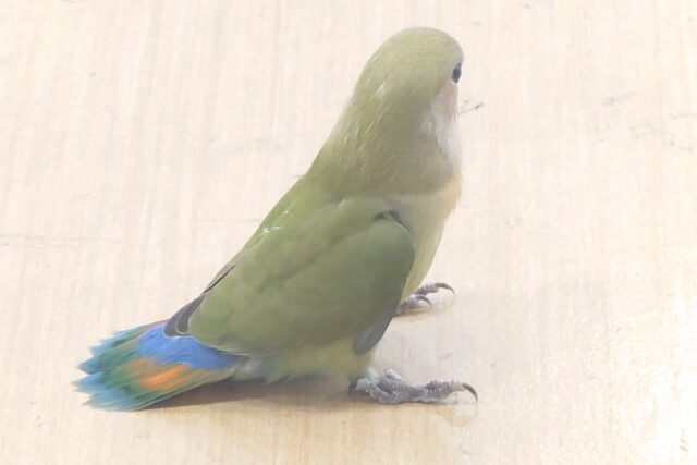 コザクラインコ（小桜インコ）