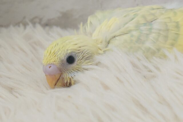 目が、はなせませんっ　セキセイインコ　パステルカラーレインボースパングル〜〜