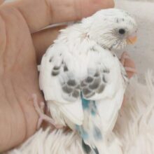 ちょっと動かないでっ　ポジションとりが上手☆彡　セキセイインコ　白ハルクイン～～