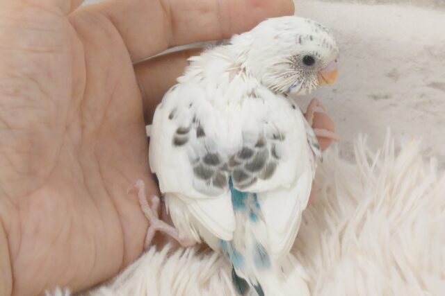ちょっと動かないでっ　ポジションとりが上手☆彡　セキセイインコ　白ハルクイン～～