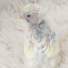 どうなる？どうなる？？　セキセイインコ　パステルレインボーパイド