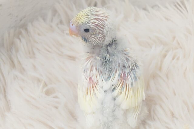どうなる？どうなる？？　セキセイインコ　パステルレインボーパイド