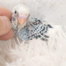 楽しそうなことが　待ってるんだってさ♪　セキセイインコ　パイド～～