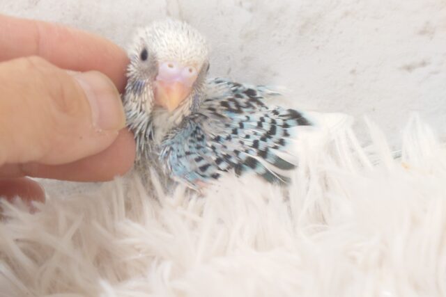 楽しそうなことが　待ってるんだってさ♪　セキセイインコ　パイド～～