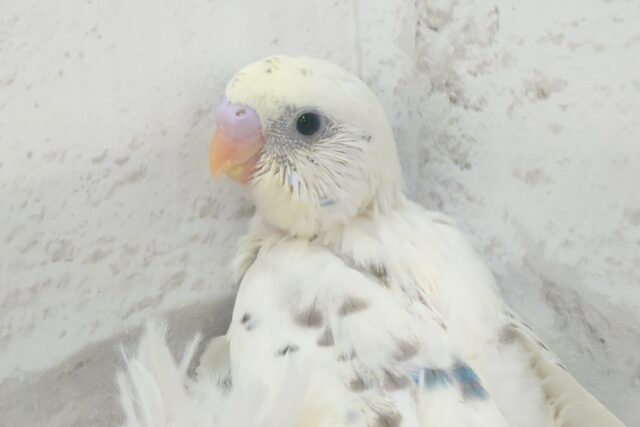 まろやか、まったりーー　セキセイインコ　クリームハルクイン〜〜