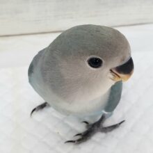 コザクラインコ（ブルー）　落ち着いた雰囲気の青色です！