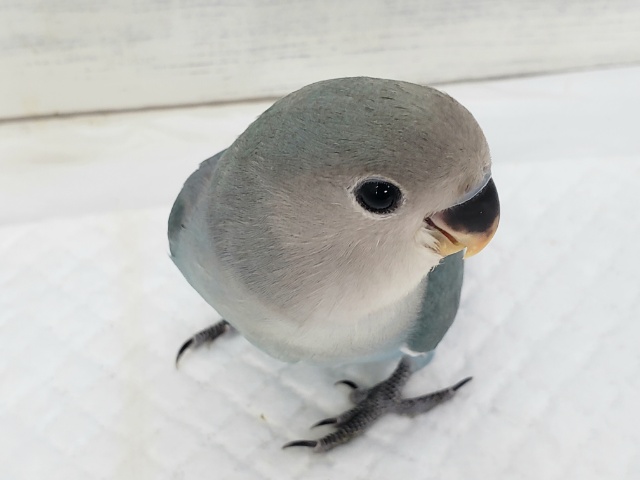 コザクラインコ（ブルー）　落ち着いた雰囲気の青色です！