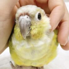 最新画像あり⭐️動画あり⭐️派手だけど渋い？ウロコインコダイリュート～👶