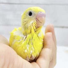 フレッシュイエロー⭐️✨セキセイインコ（イエローダブルファクター）